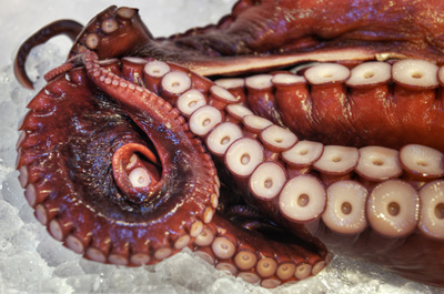 birgit neiser octopus
