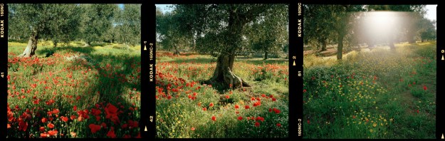 Jane Burton Taylor, Grove #08