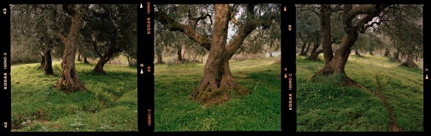 Jane Burton Taylor Grove #10