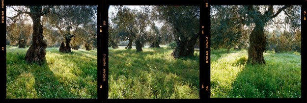 Jane Burton Taylor, Grove #03