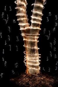 Peter Solness, Squiggly Scribbly Gum