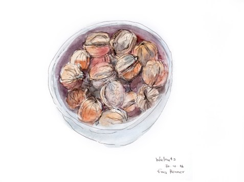 Ewa Henner_Walnuts_Pen ink Watercolour
